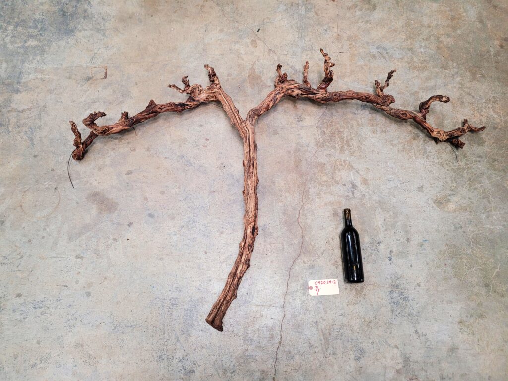 Far Niente RARE Chardonnay Grape Vine Art made from retired California Grapevine 100% Reclaimed + Ready to Ship!! 042024-2