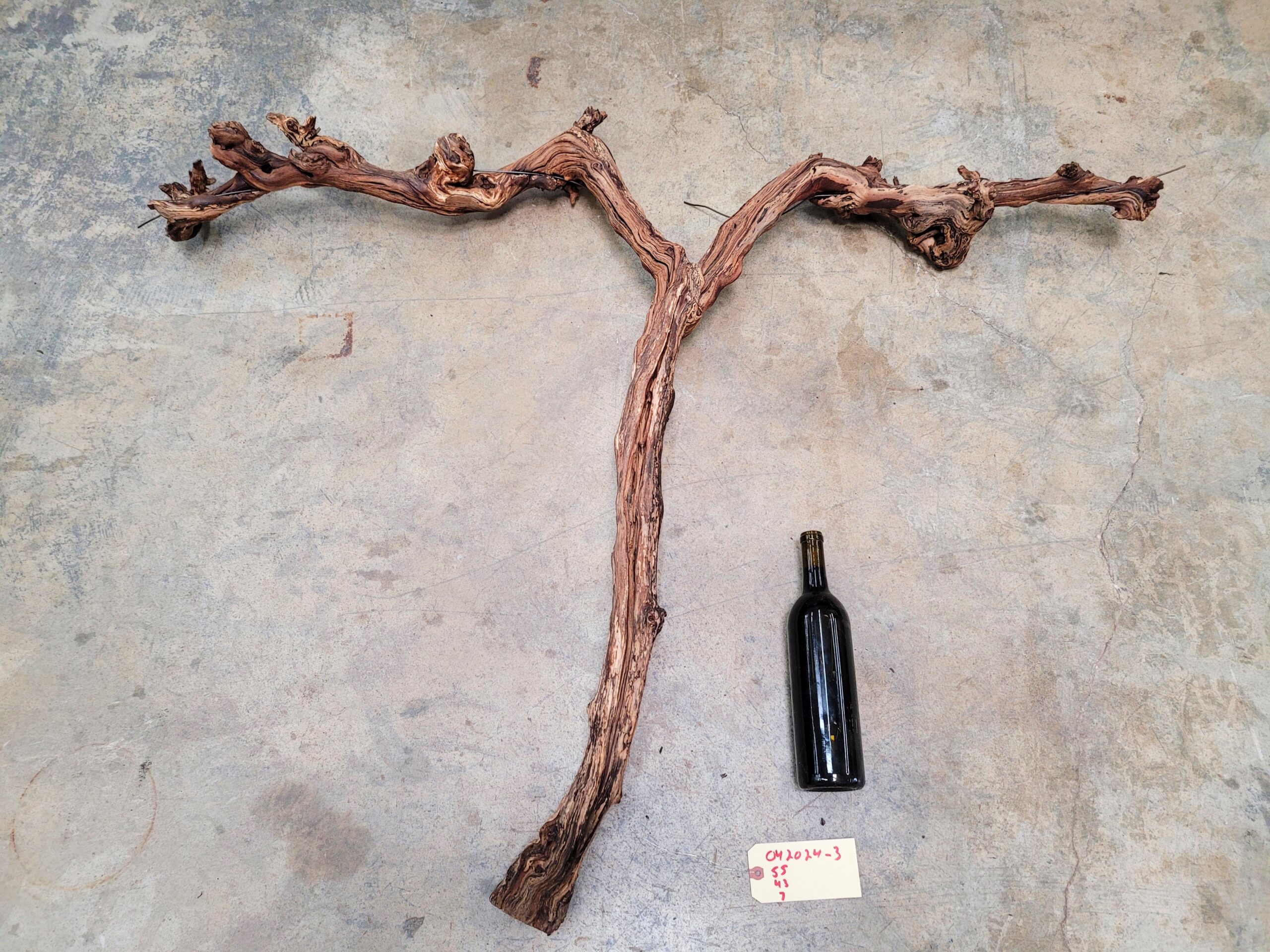 Sculptural grapevine wood with richly textured branching forms