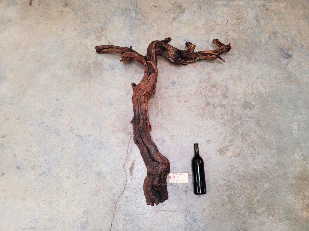Saxum Petite Sirah grapevine sculpture 070124-1, full front view
