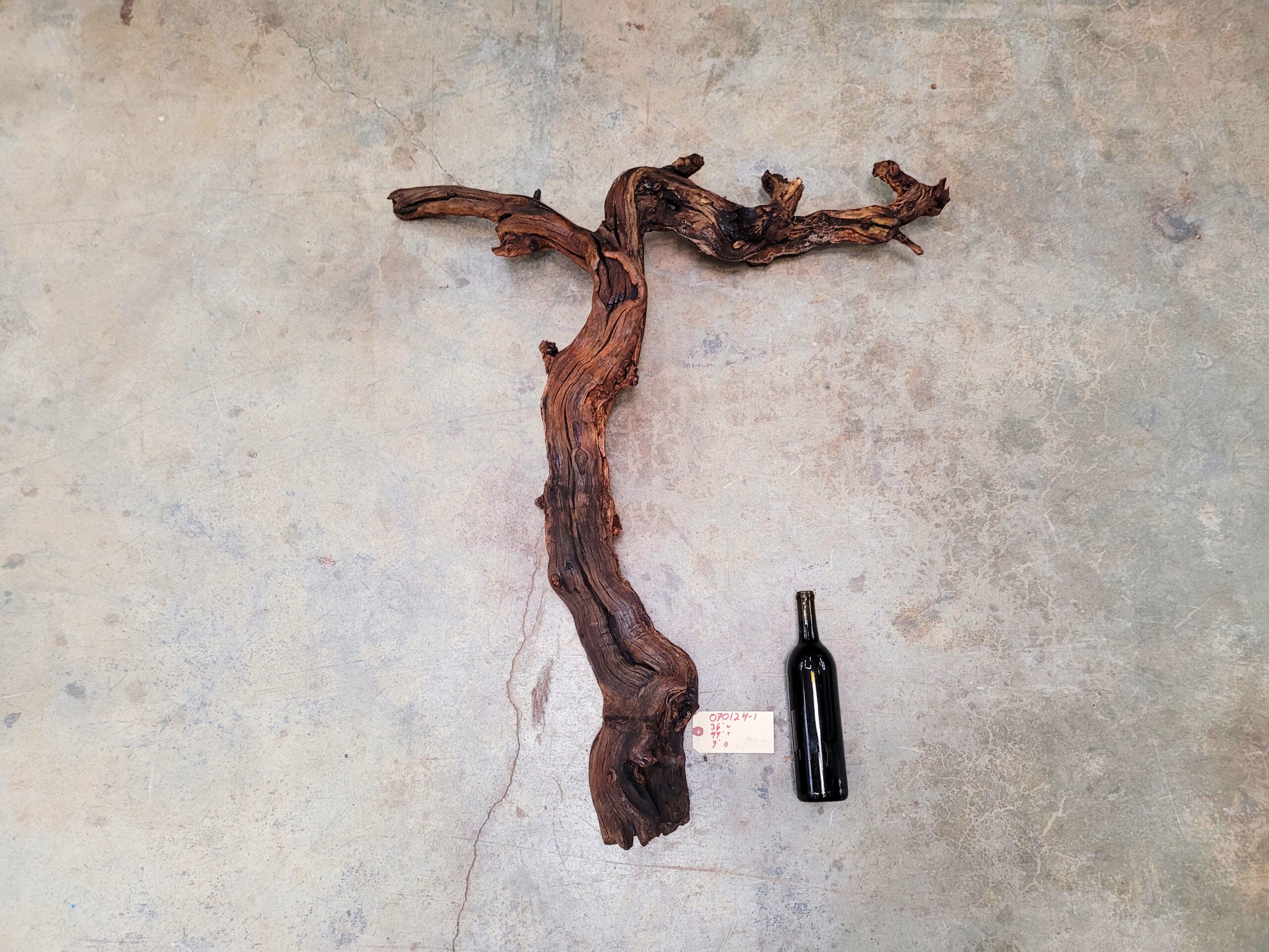Saxum Petite Sirah grapevine sculpture 070124-1, full front view