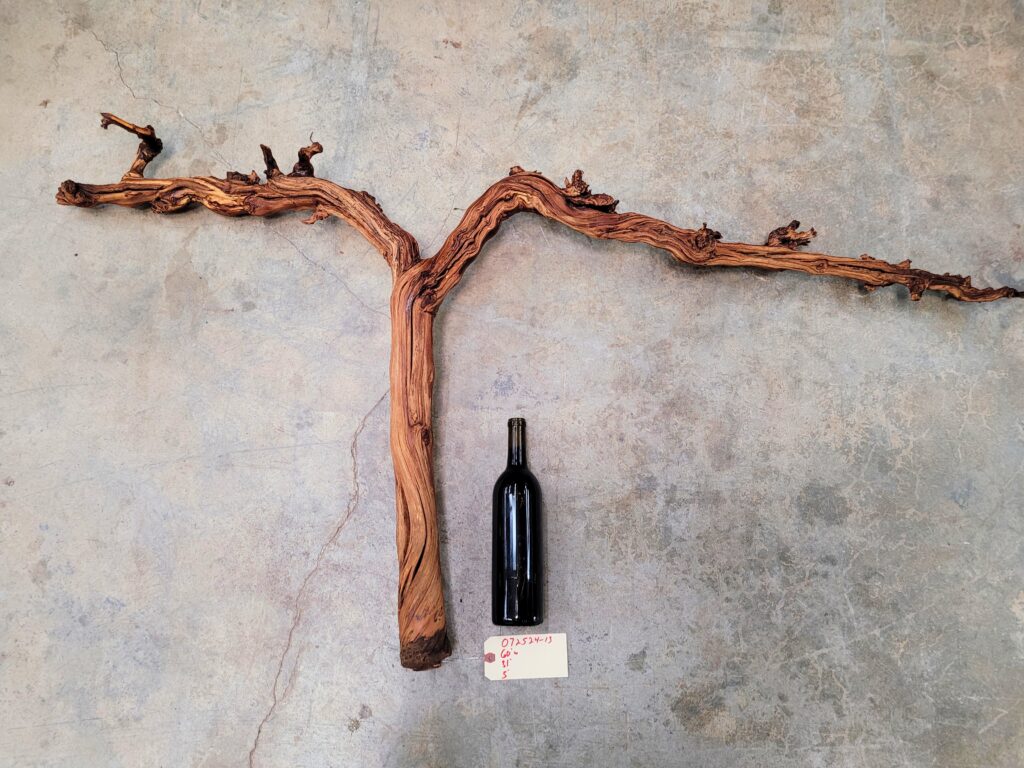 Darioush Winery retired Cabernet Grape Vine Art - 100% Reclaimed + Ready to Ship! 072524-13